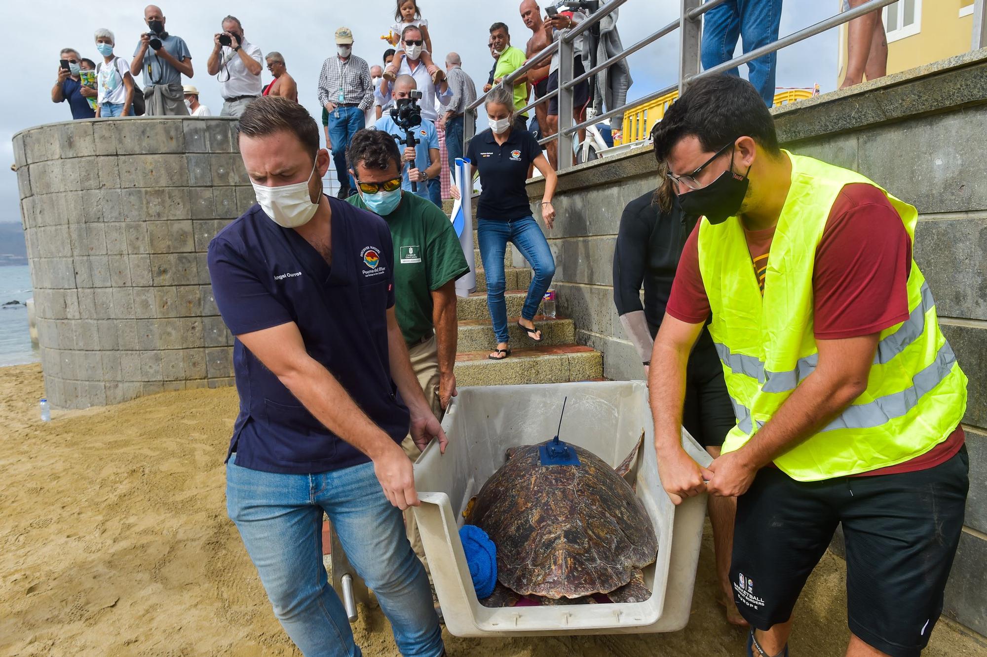 Suelta de la tortuga 'Macho' en Las Canteras