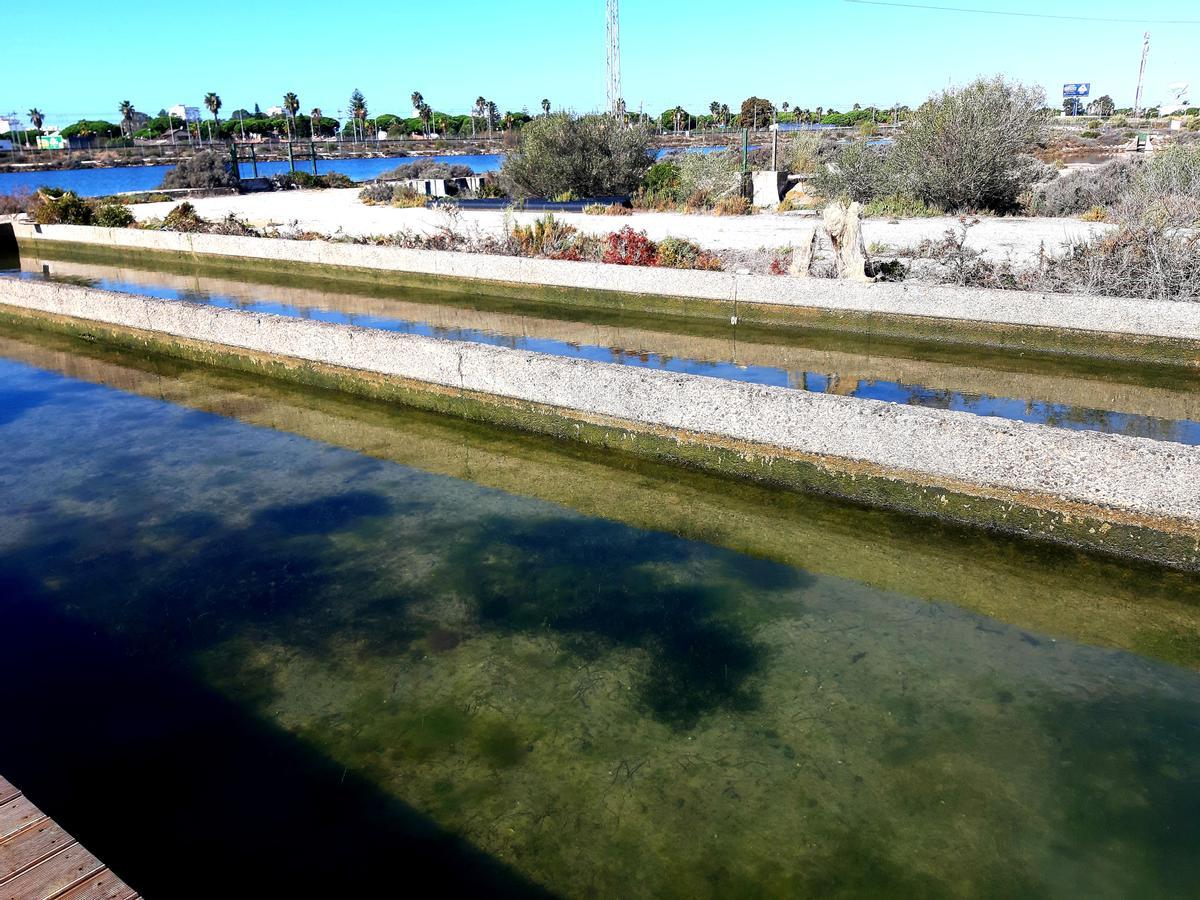 Cultivo experimental de zostera marina llevado a cabo por el Chef Ángel León en Cádiz.