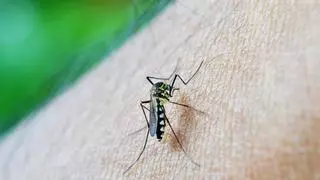 Los expertos predicen el terrorífico futuro que se avecina con los mosquitos