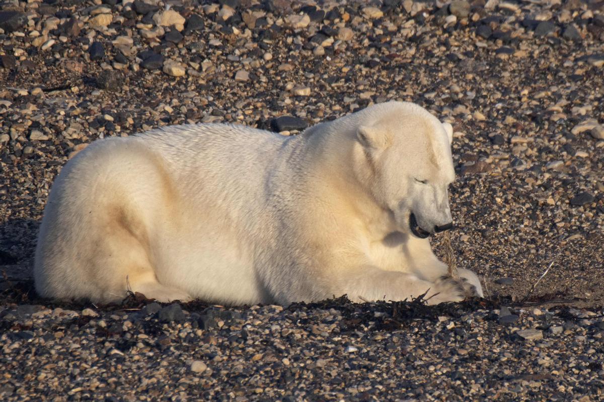 Así viven los osos polares en Hudson Bay, cerca de Churchill (Canadá).