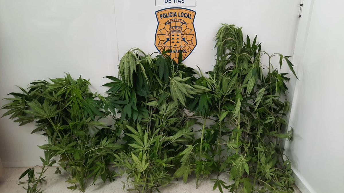 incautan 22 plantas de marihuana en Puerto del Carmen