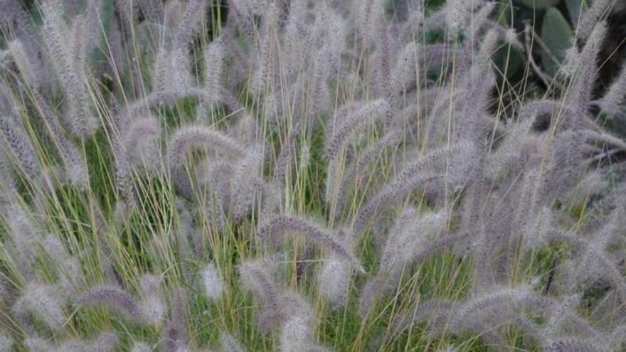 Tenerife alerta: Jardinería doméstica amenaza su biodiversidad.