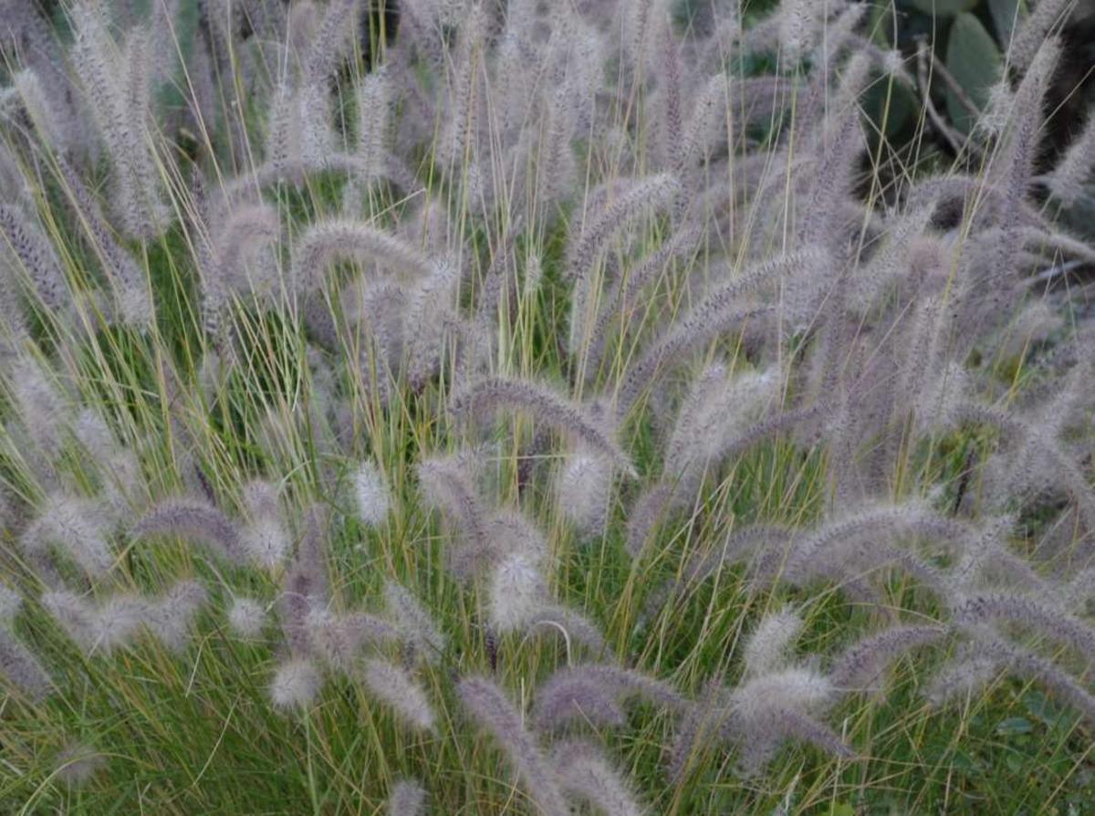 Alerta por el uso de especies exóticas invasoras en jardinería