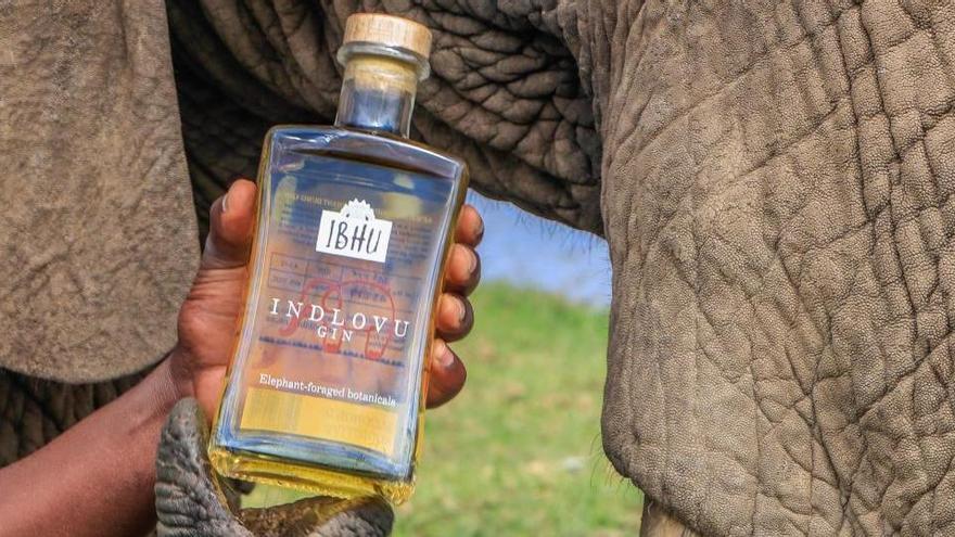 «Indlovu Gin», un terme que significa «Elefant»