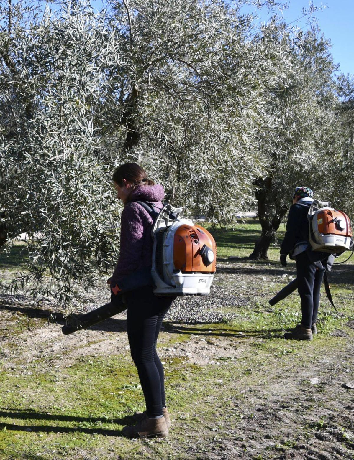 Túnez e Italia, más aceite en el mercado