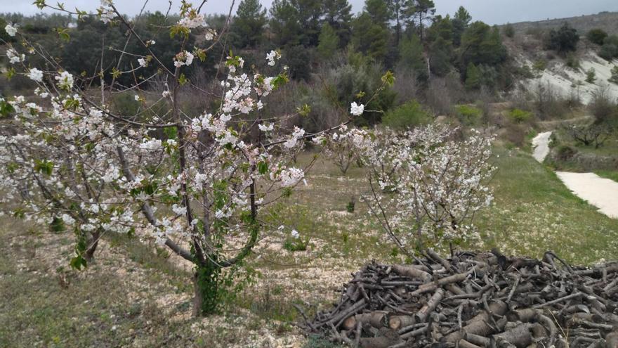 Bella pero tímida floración de cerezos en la Vall de Gallinera (imágenes)