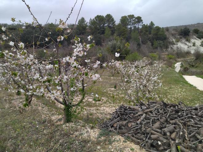 Bella pero tímida floración de cerezos en la Vall de Gallinera (imágenes)