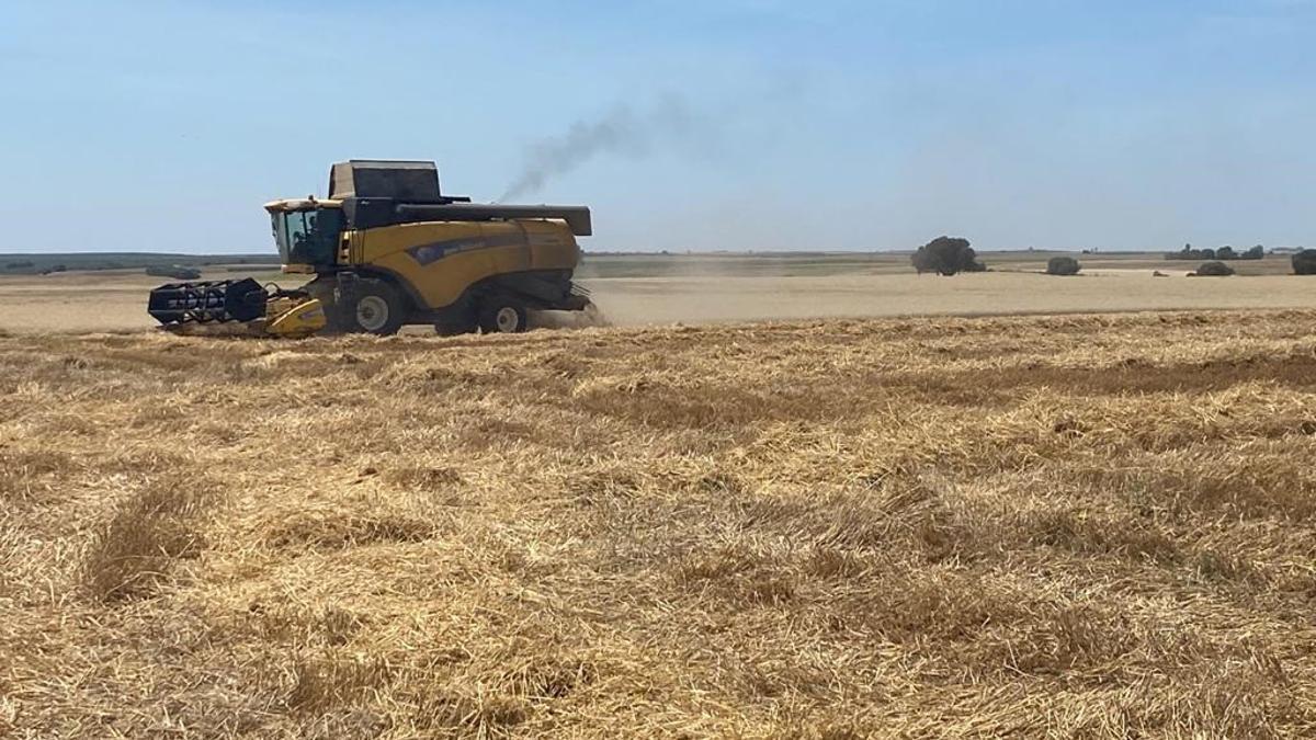 Una máquina durante la recolección de cereales.