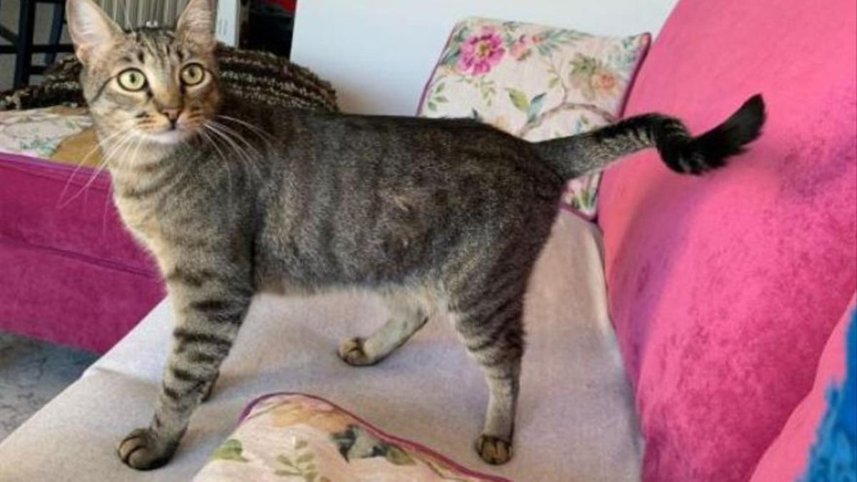 Sis mesos a València, sis a Sevilla: custòdia compartida per a una gata