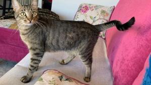 Sis mesos a València, sis a Sevilla: custòdia compartida per a una gata