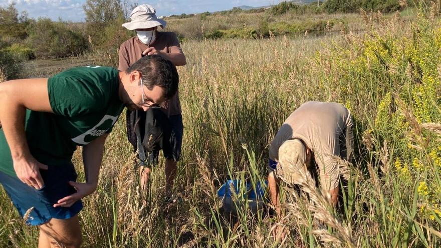 Els ecologistes treballen en la captura de neonats de tortugues autòctones.