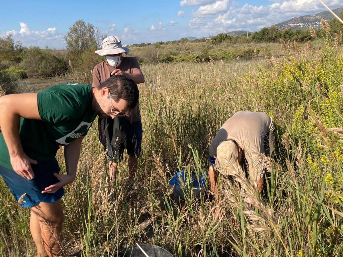 Els ecologistes treballen en la captura de neonats de tortugues autòctones.