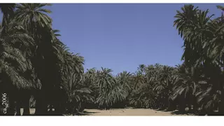 Vida i mort de les palmeres d’Elx (1/4)