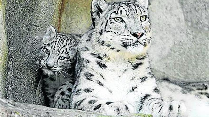 Animales en peligro de extinción: el leopardo de las nieves