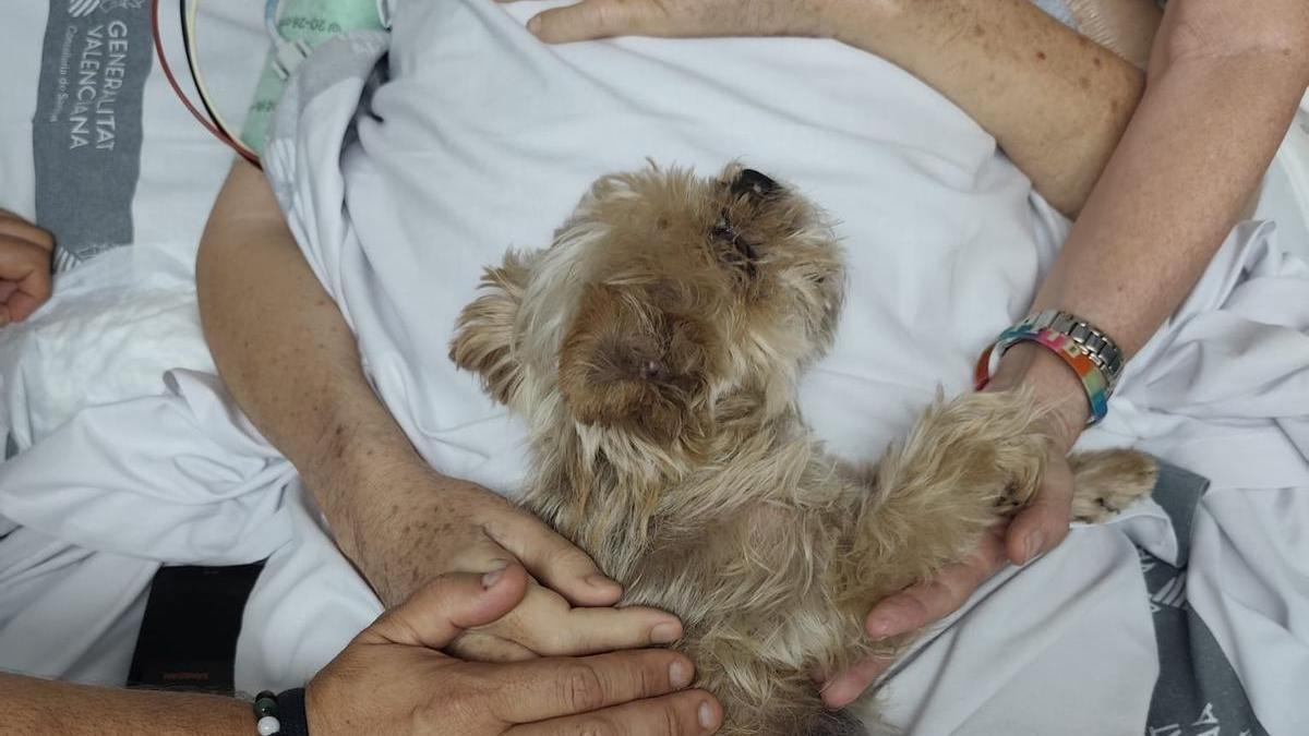 La mascota con el paciente en la UCI del Hospital de Sant Joan