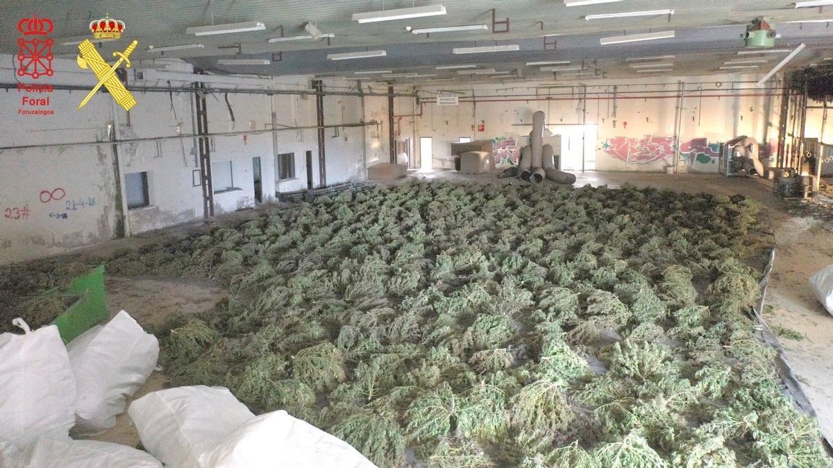 Desmantelada en Navarra la mayor plantación de marihuana de Europa