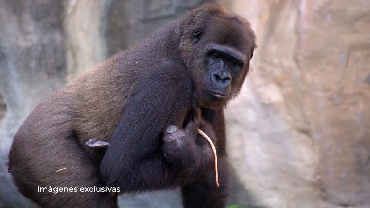 Parto con público de un gorila en el Bioparc de Fuengirola