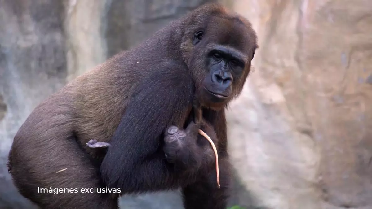 Parto con público de un gorila en el Bioparc de Fuengirola