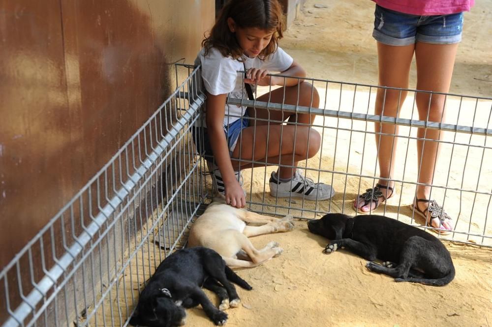 Muestra de mascotas en La Fama