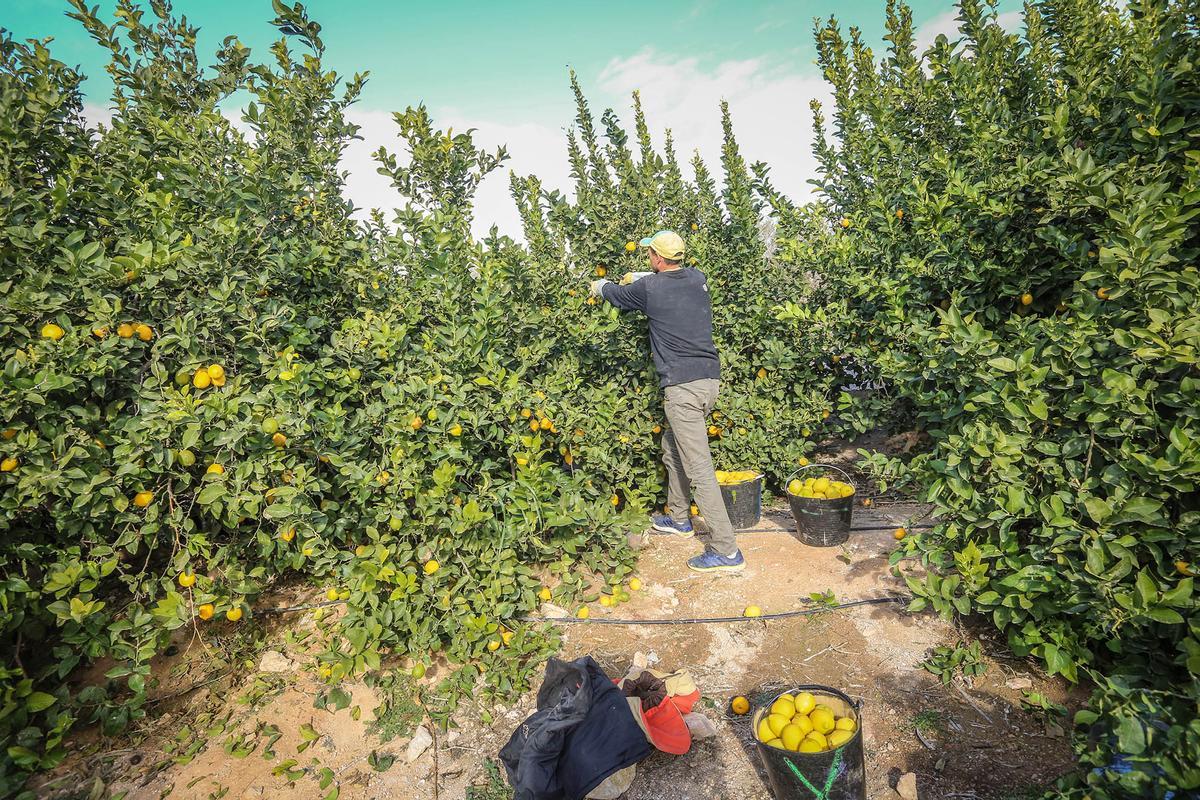 Recoleccion de limones en Benijobar, en una imagen reciente.