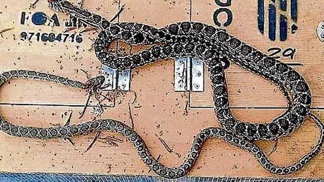 Serpiente de herradura