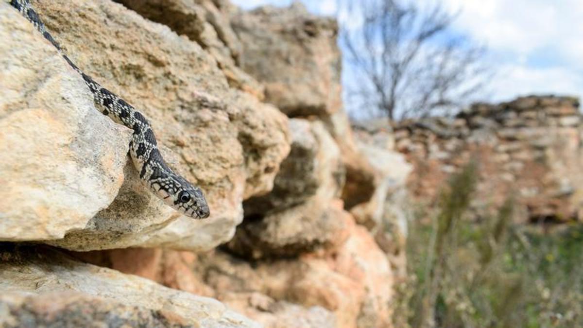 Was-ist-zu-tun-wenn-Sie-auf-Mallorca-eine-Schlange-antreffen-