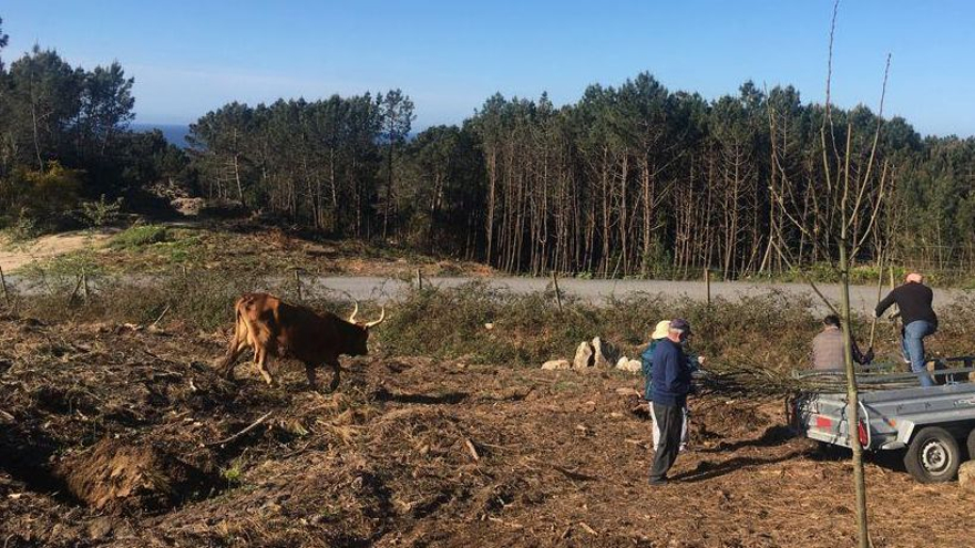 Un momento de la repoblación realizada ayer en montes comunales.