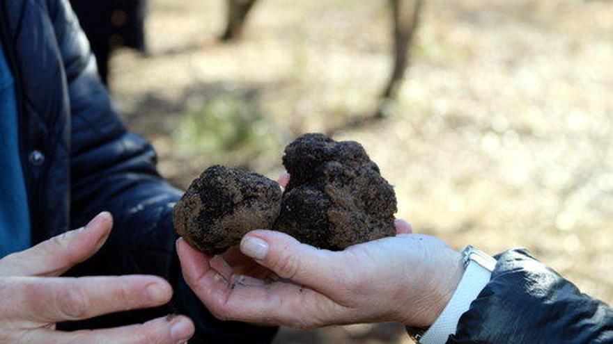 Tòfones trobades a la plantació de Navès