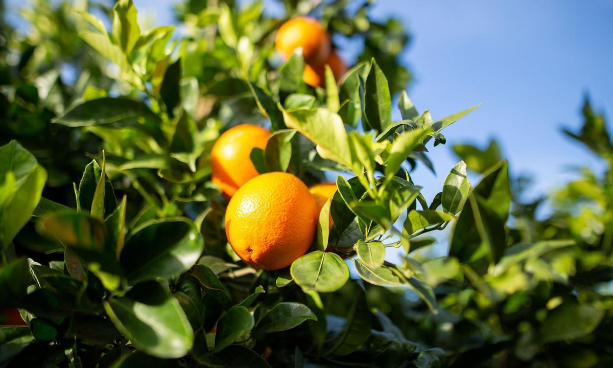 Naranjas en campo, de origen nacional.
