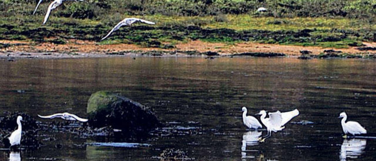 Un grupo de garcetas y gaviotas en la ría. // Iñaki Abella