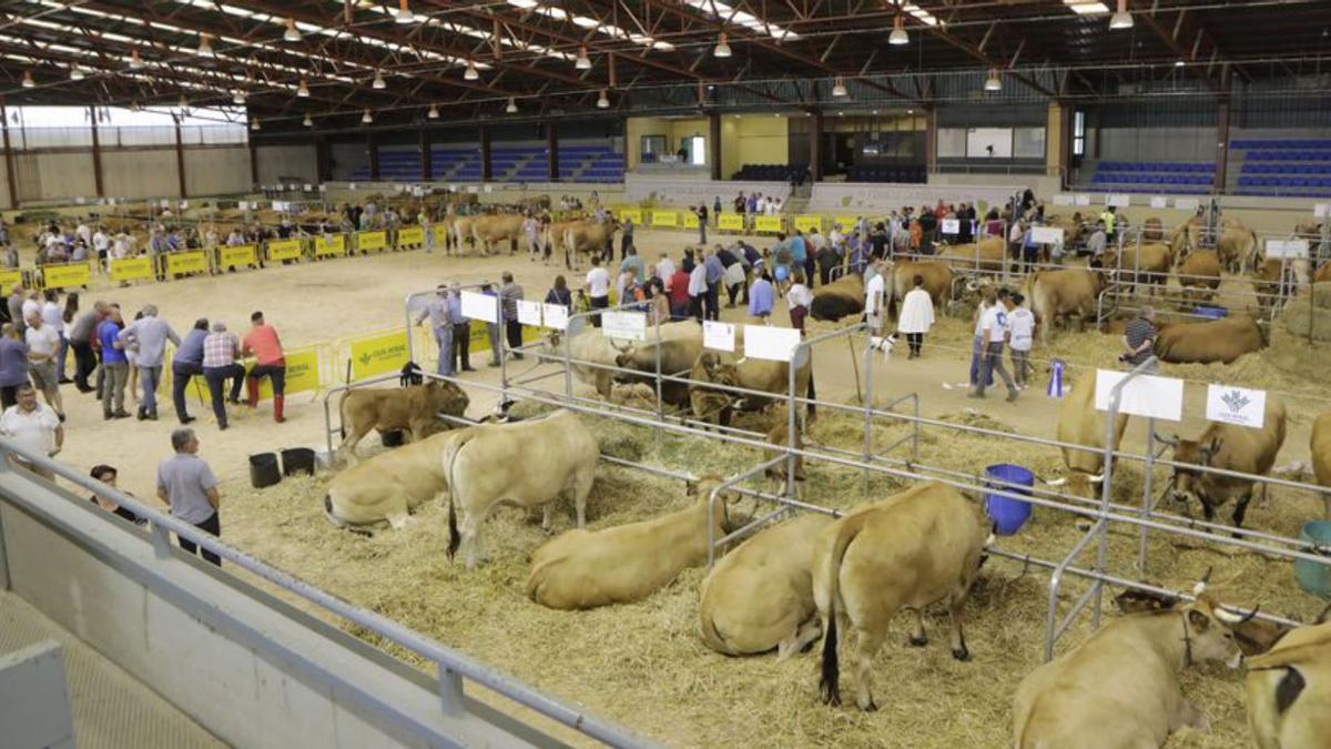 El Asturcón resucita con la vuelta de la feria ganadera: “Oviedo mira de nuevo a sus raíces”