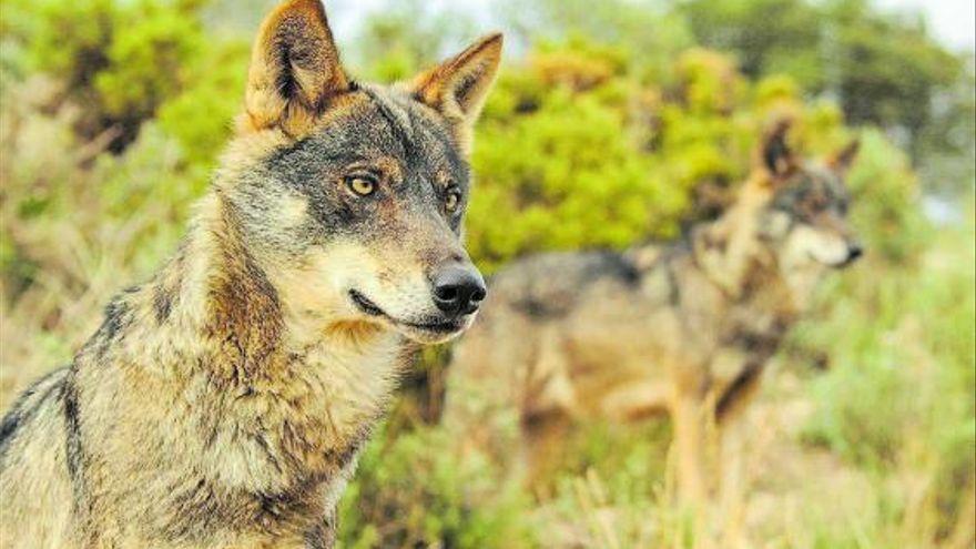 Dos ejemplares de lobo ibérico en el Noroeste.