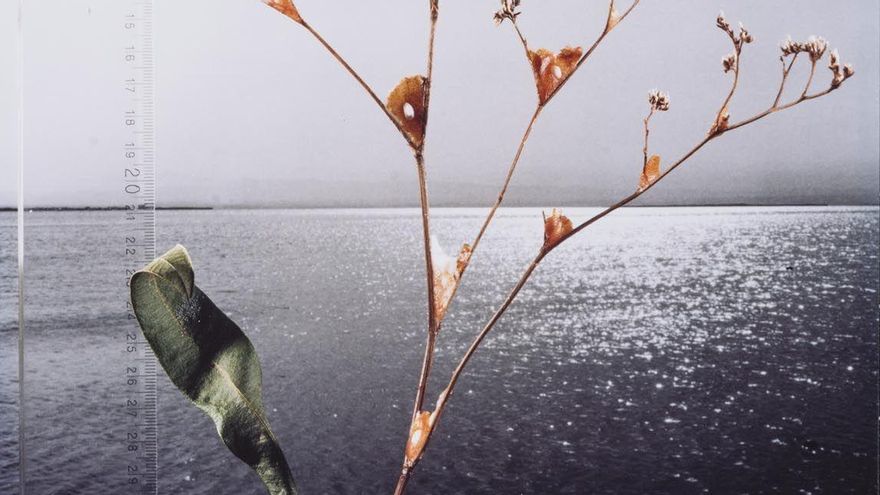 Obra de Joan Fontcuberta sobre l'Albufera.