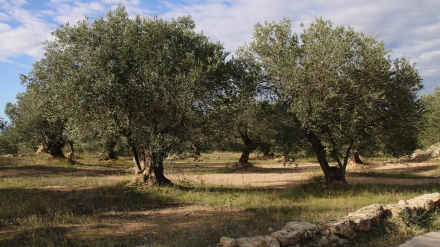 La DOP Oli de l&#039;Empordà preveu una caiguda d&#039;entre un 30 i un 40% de la collita a causa de la sequera