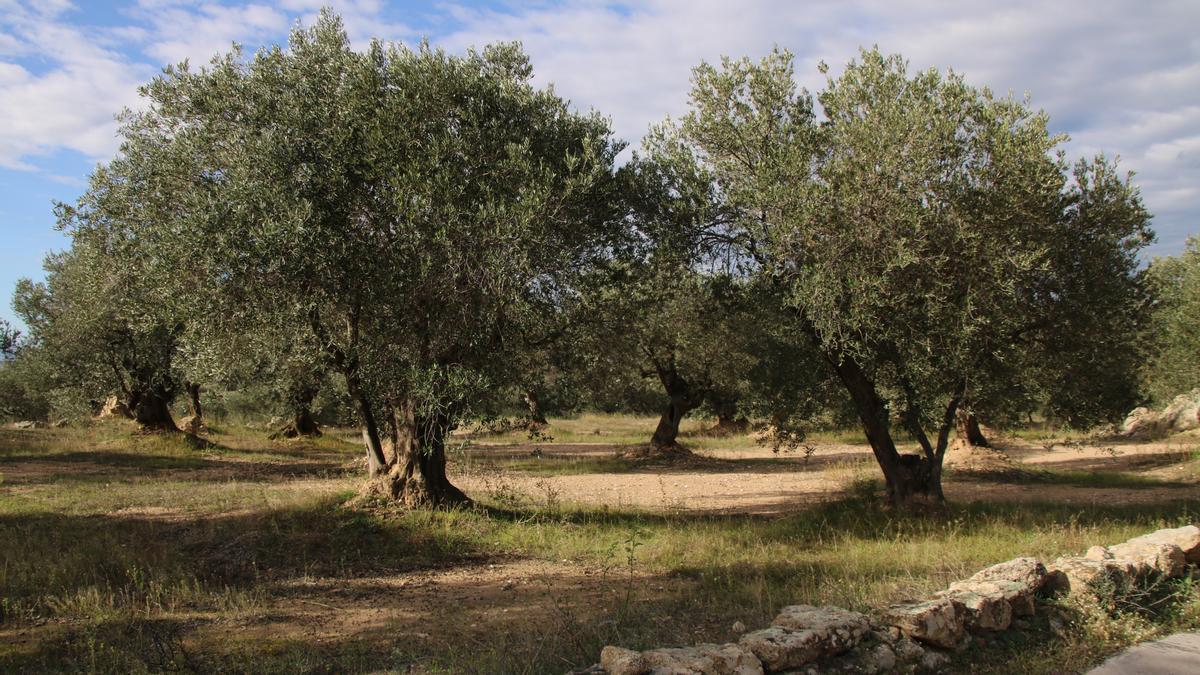 Un camp d&#039;oliveres al municipi de Pau.