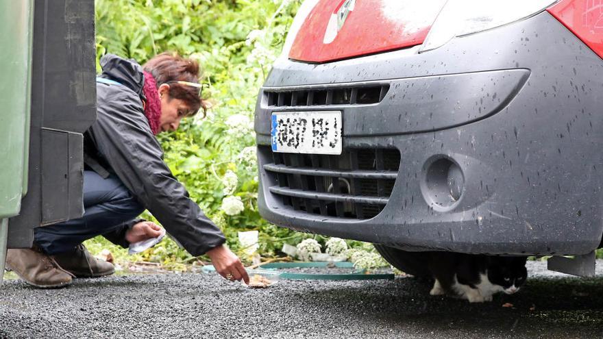 Rescate de gatos en el comienzo del derribo de Cordelerías Mar