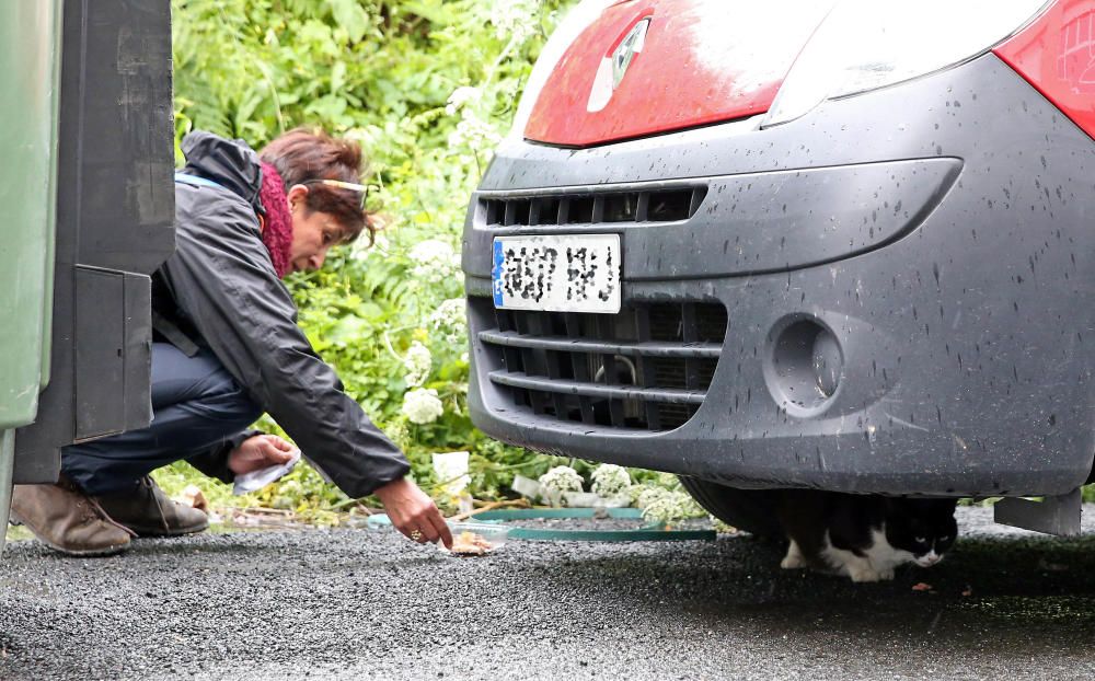 Los animalistas acudieron a rescatar a los gatos antes de que comenzasen las obras de derribo