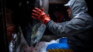 Arranca la campaña del atún rojo con retraso y más margen para los pescadores