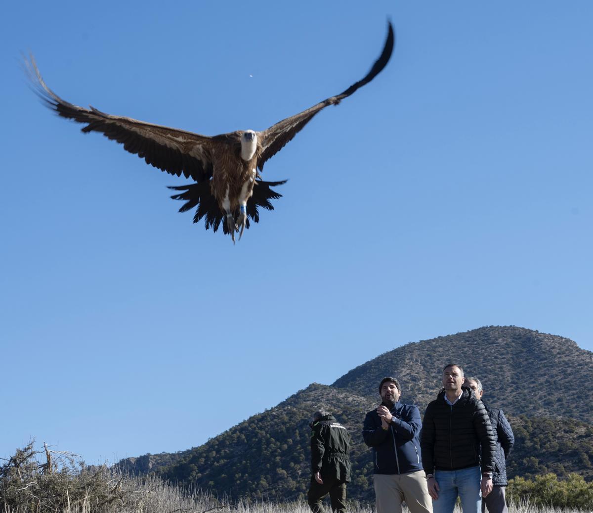 El ave ha echado a volar tras su liberación.