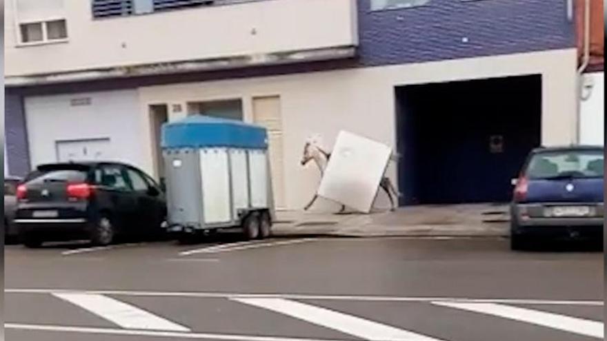 Un caballo asustado escapa con la puerta del remolque a cuestas en Villaviciosa