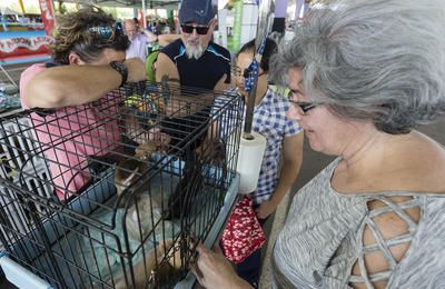 Castelló acoge el Campeonato de Belleza Canina