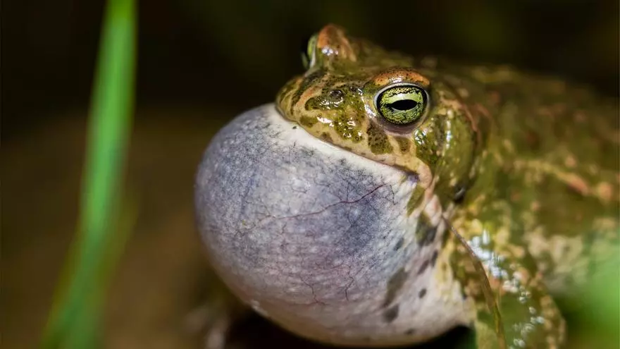 La Laguna de Soliva en Málaga: un paraíso natural en peligro de extinción