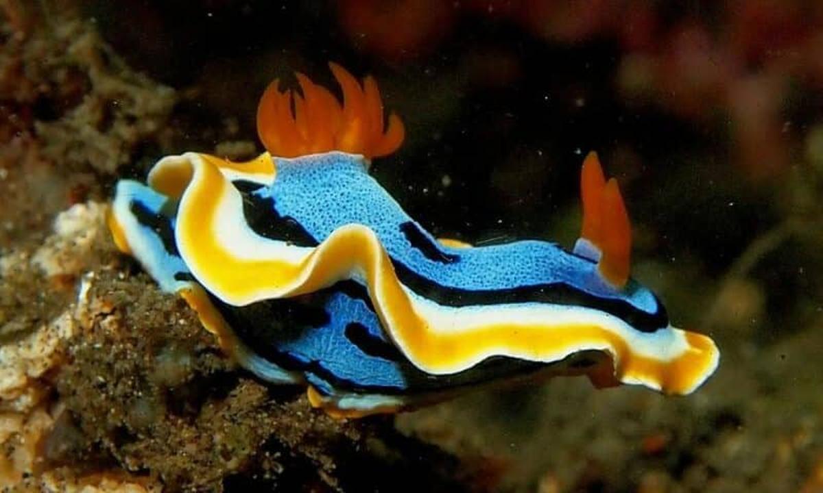 Especies de nudibranquios