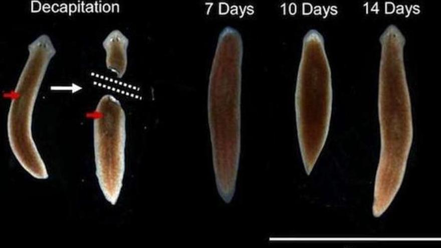 Imagen de la regeneración de la cabeza del gusano catorce días después de la decapitación  // FdV