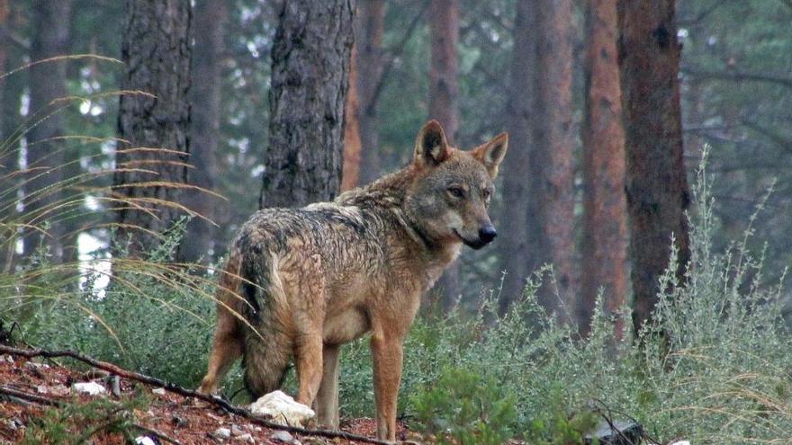 Un ejemplar de lobo ibérico de la Sierra de la Culebra.