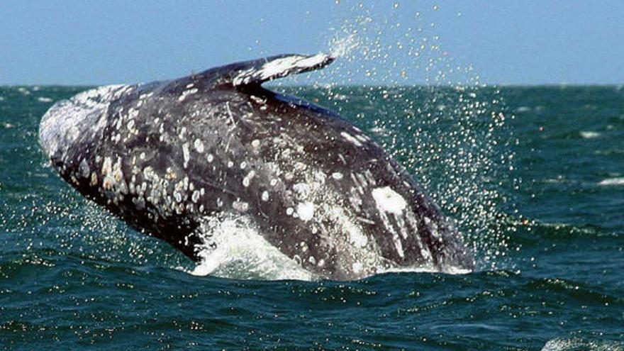 Las ballenas vivas son más rentables