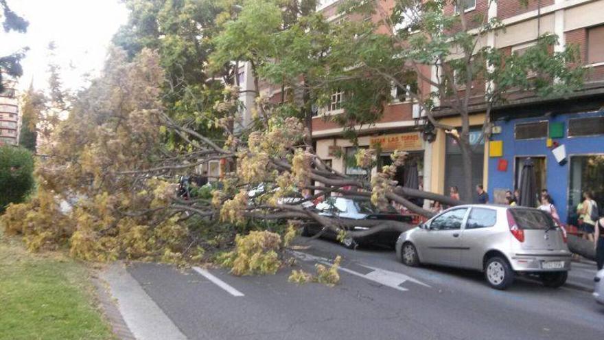 La caída de un árbol causa desperfectos en varios vehículos