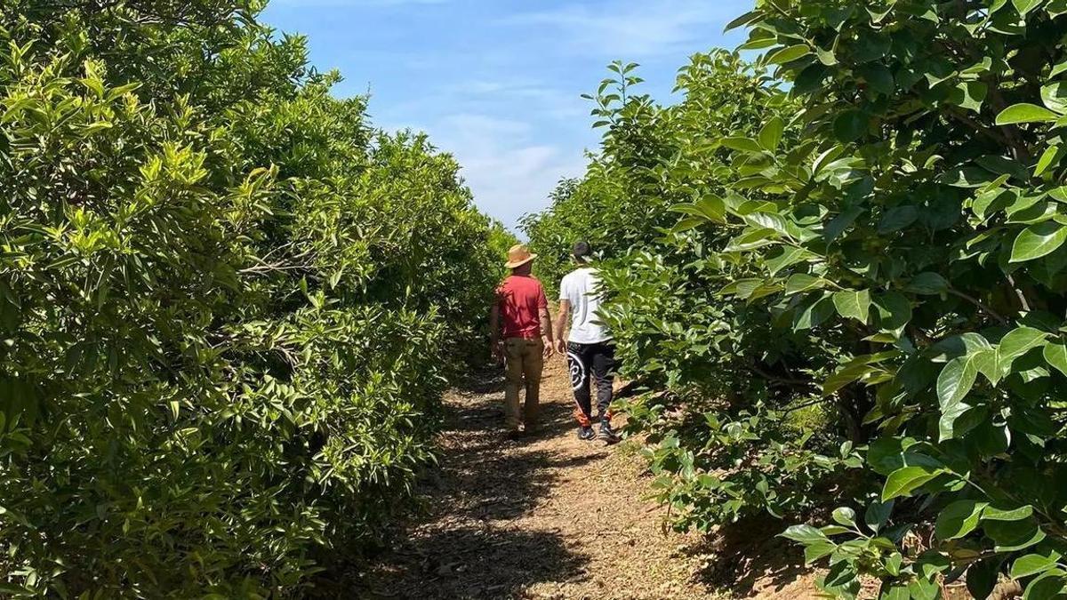 Agricultores en un campo de cítricos, en una imagen reciente.