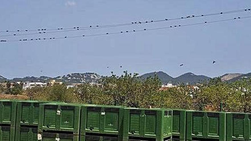 Decenas de palomas torcaces descansan en los tendidos que hay frente a Agroeivissa.