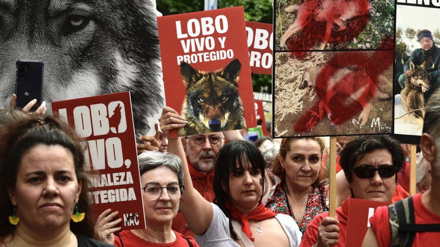 «Las balas no son la solución», contra la muerte del lobo